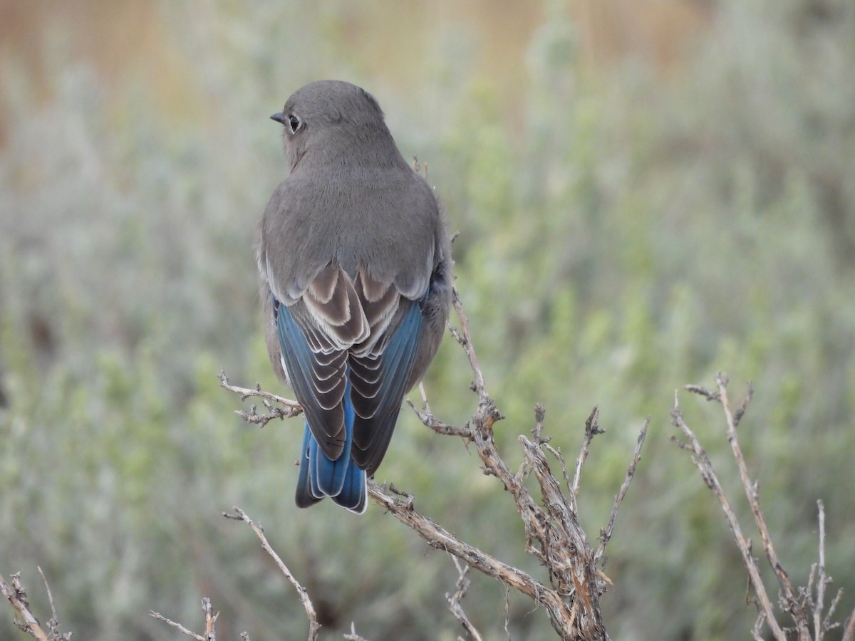 Mountain Bluebird - ML623874242