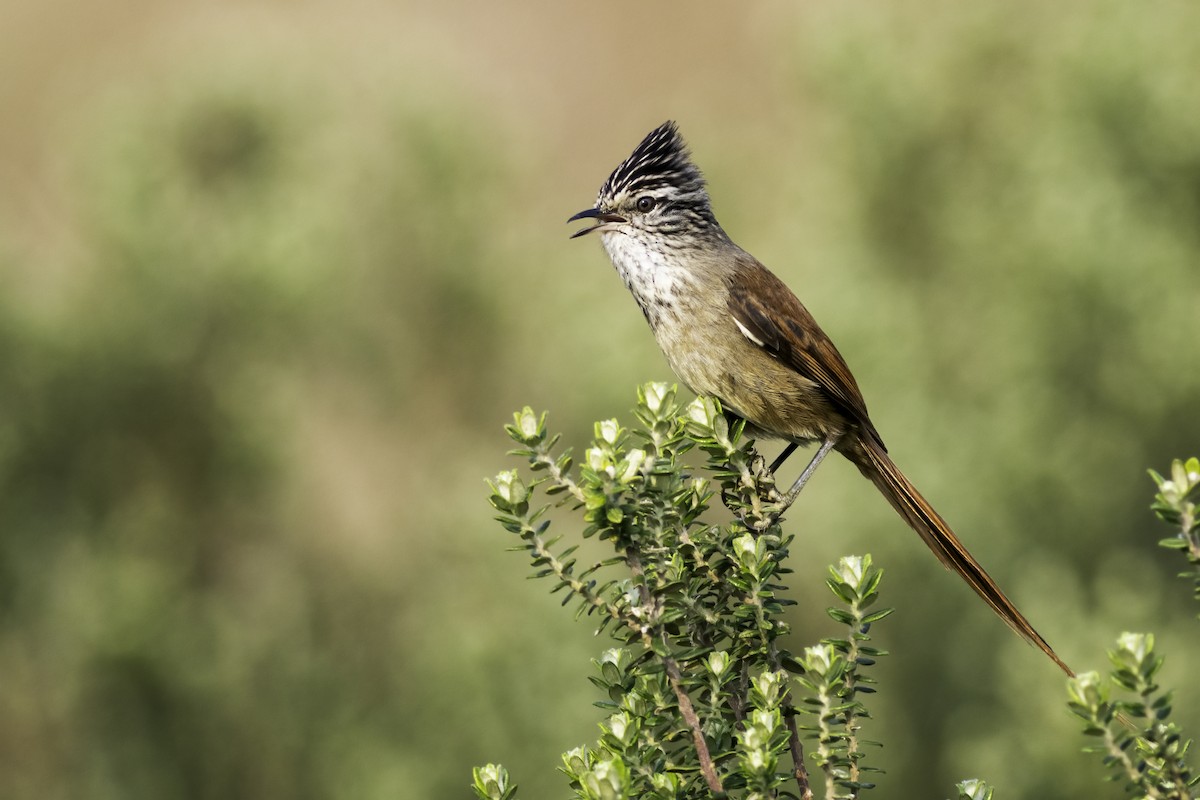 Araucaria Tit-Spinetail - ML623874246