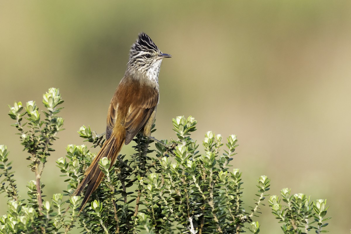 Araucaria Tit-Spinetail - ML623874247