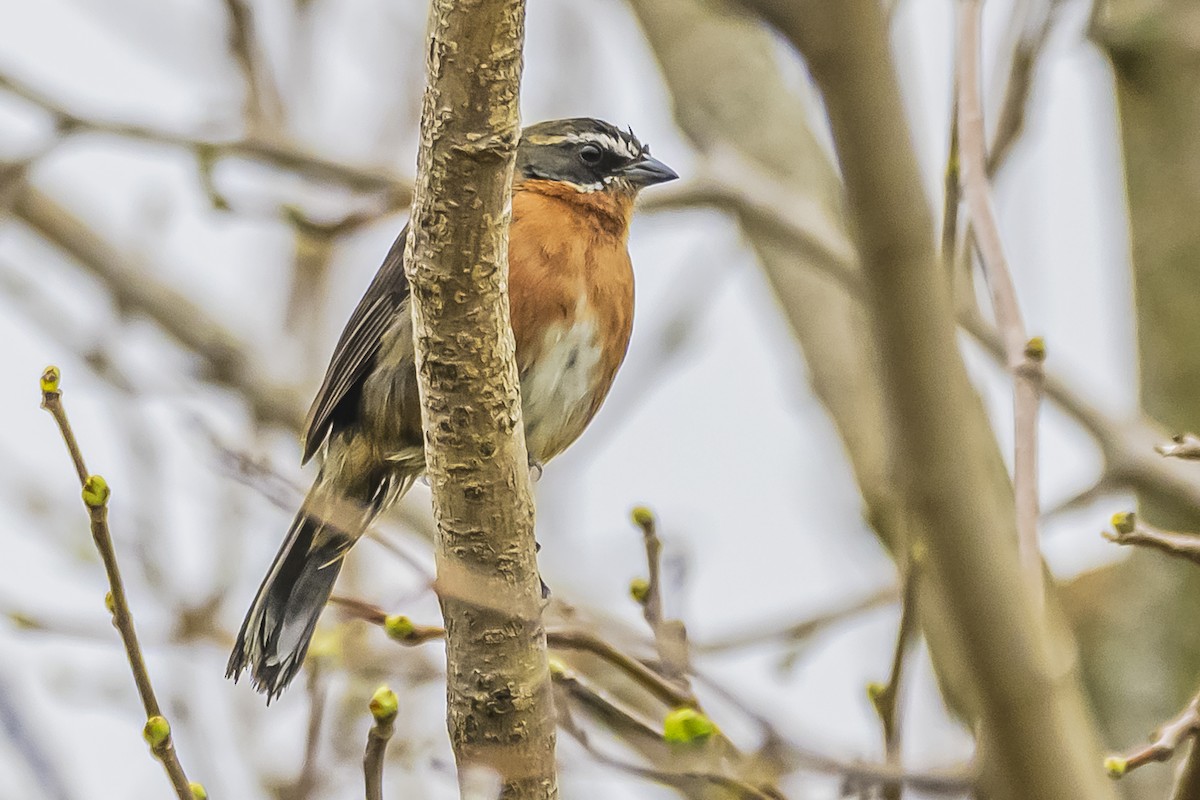 Black-and-rufous Warbling Finch - ML623874249