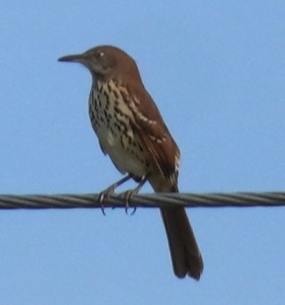 דשוש חום - ML623874257