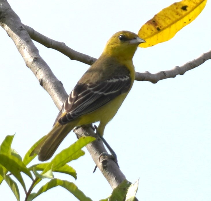 Orchard Oriole - ML623874268