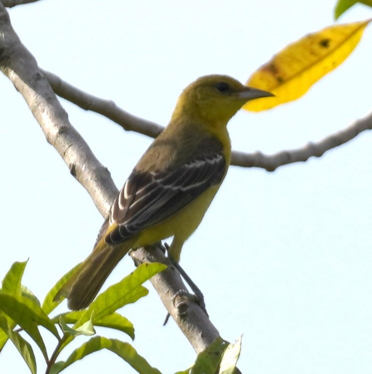 Orchard Oriole - ML623874269