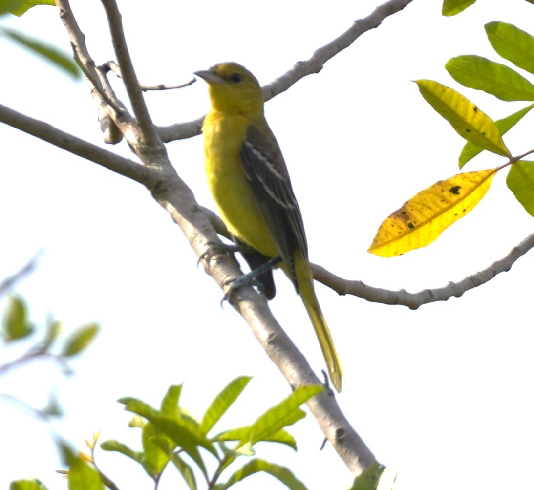 Orchard Oriole - ML623874270