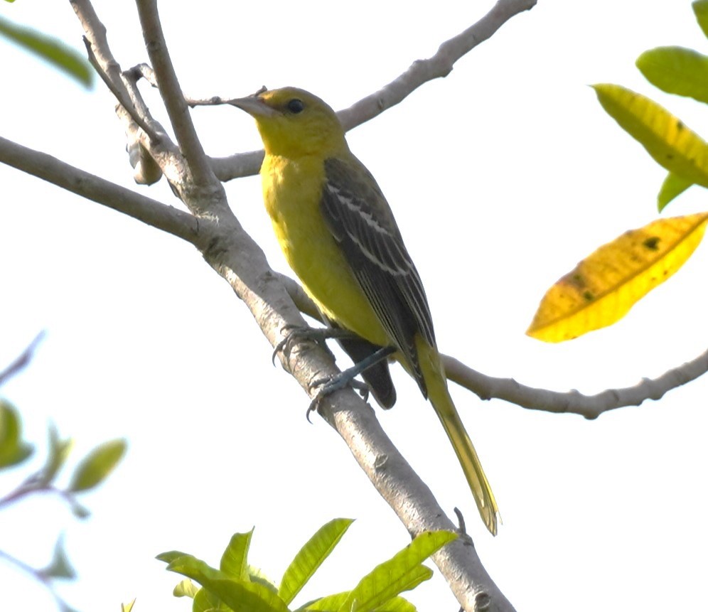 Orchard Oriole - ML623874271