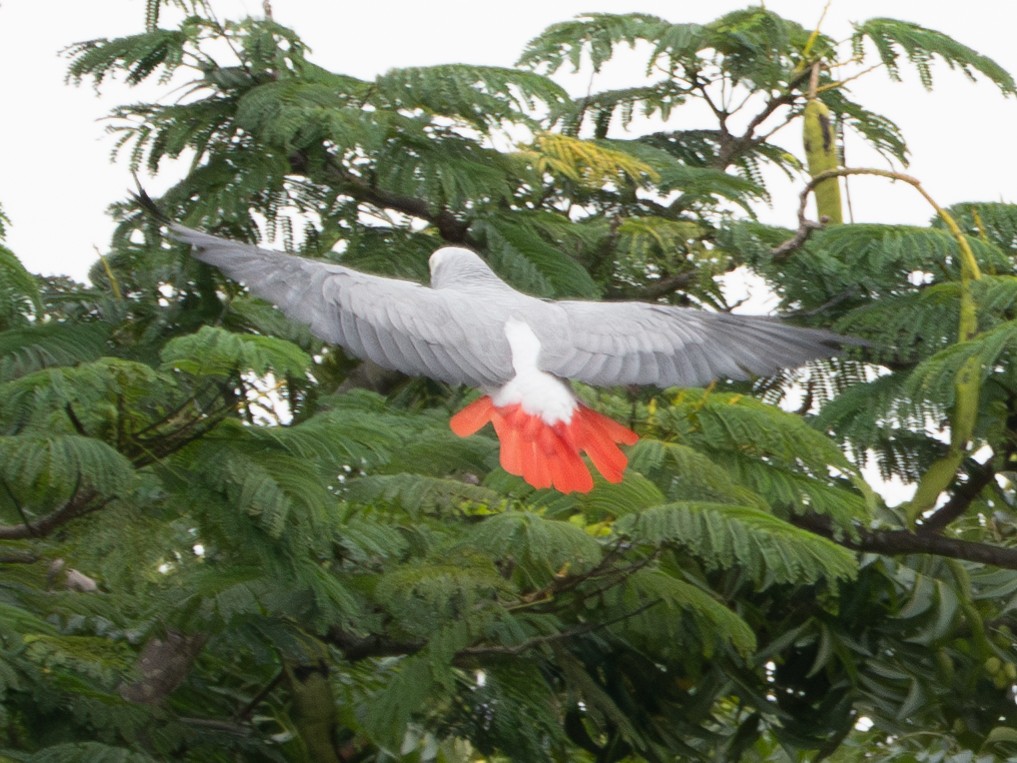 Gray Parrot - ML623874310