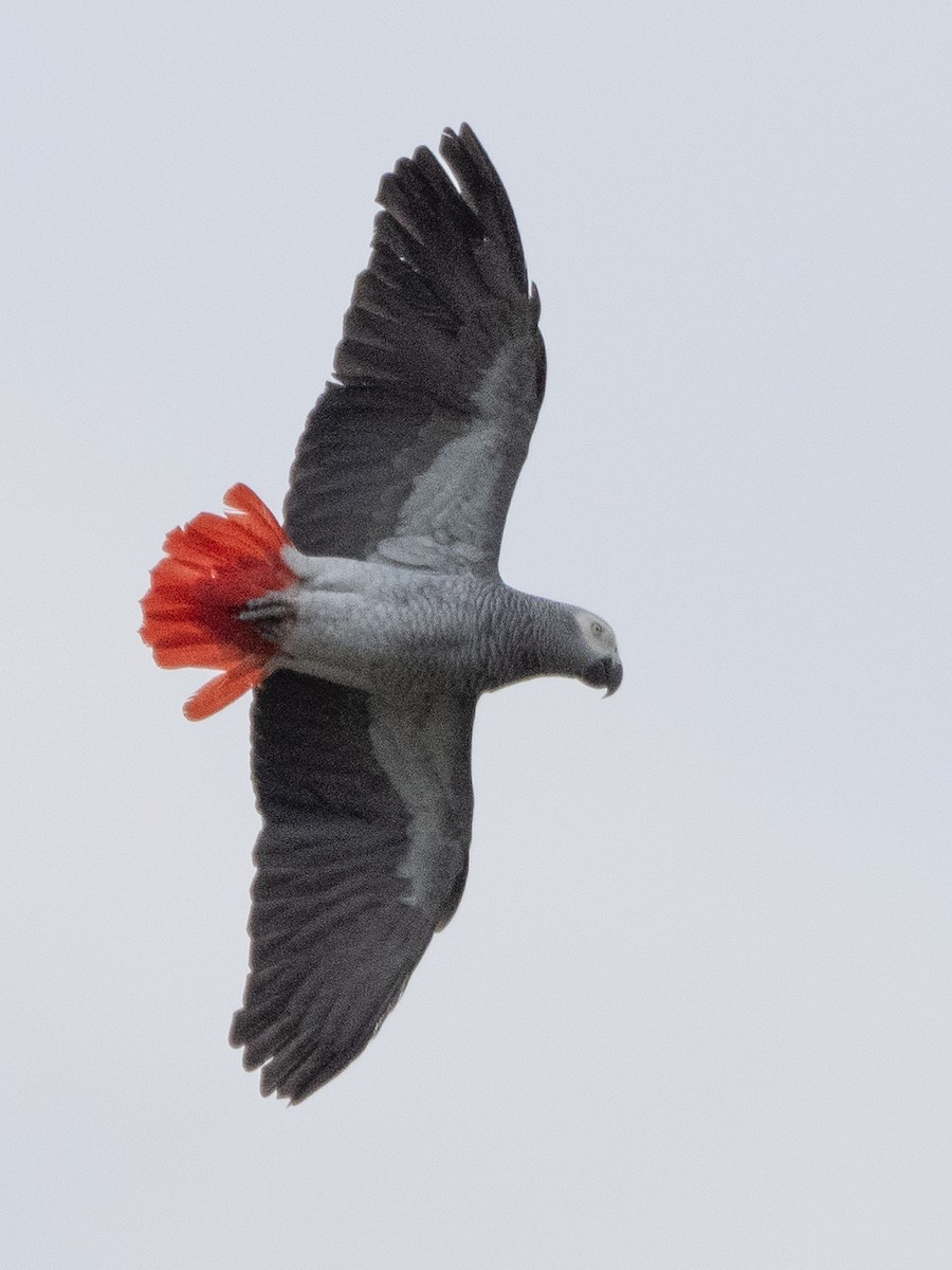 Gray Parrot - ML623874312