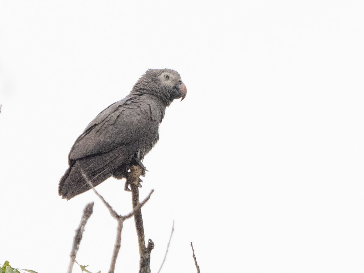 Gray Parrot - ML623874319