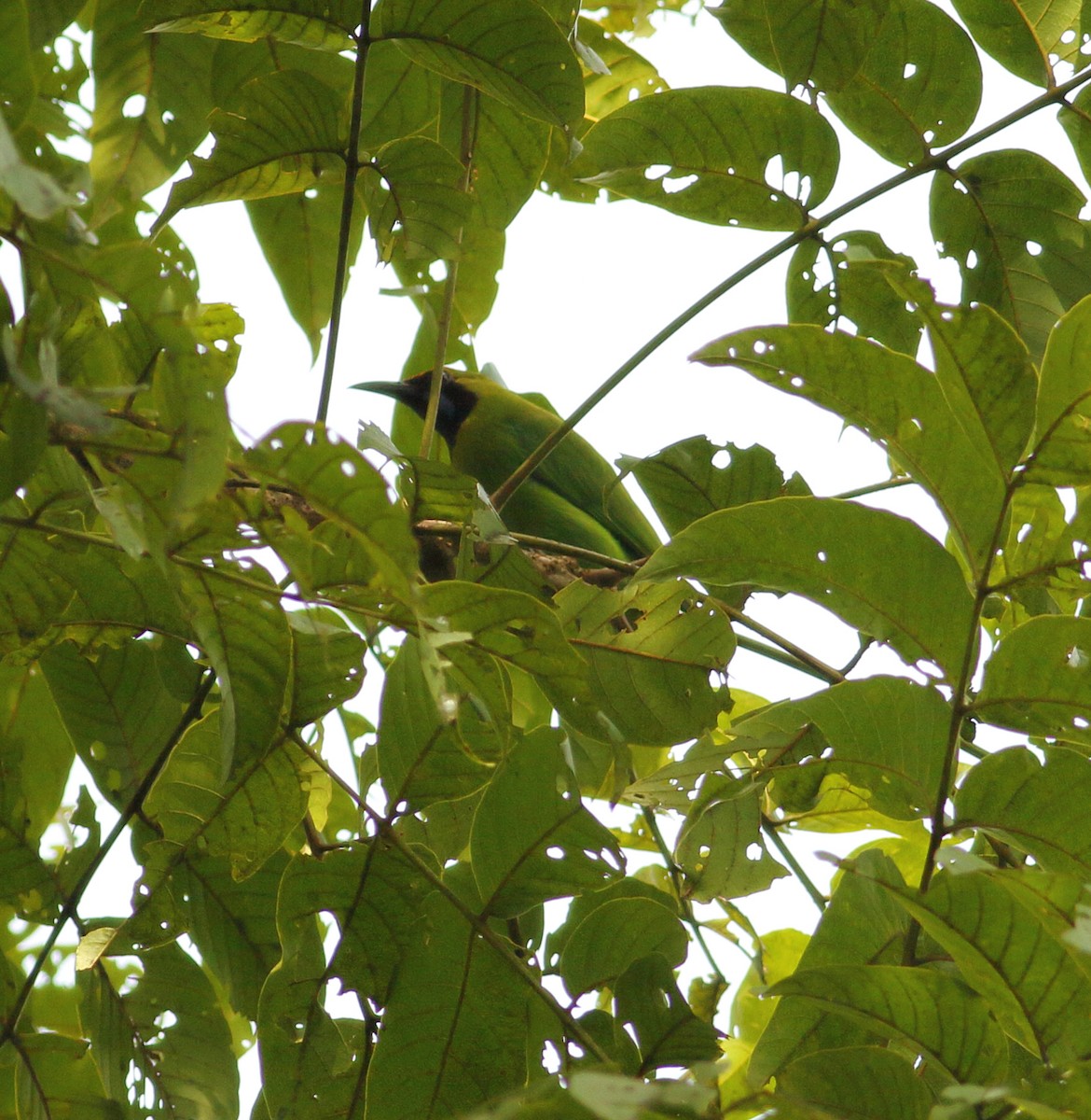 Golden-fronted Leafbird - ML623874323