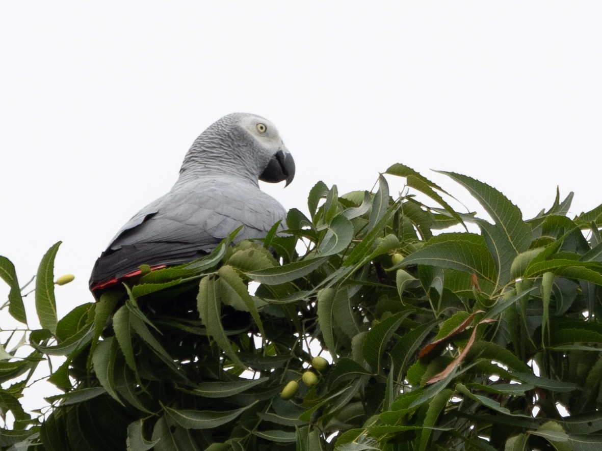 Gray Parrot - ML623874324