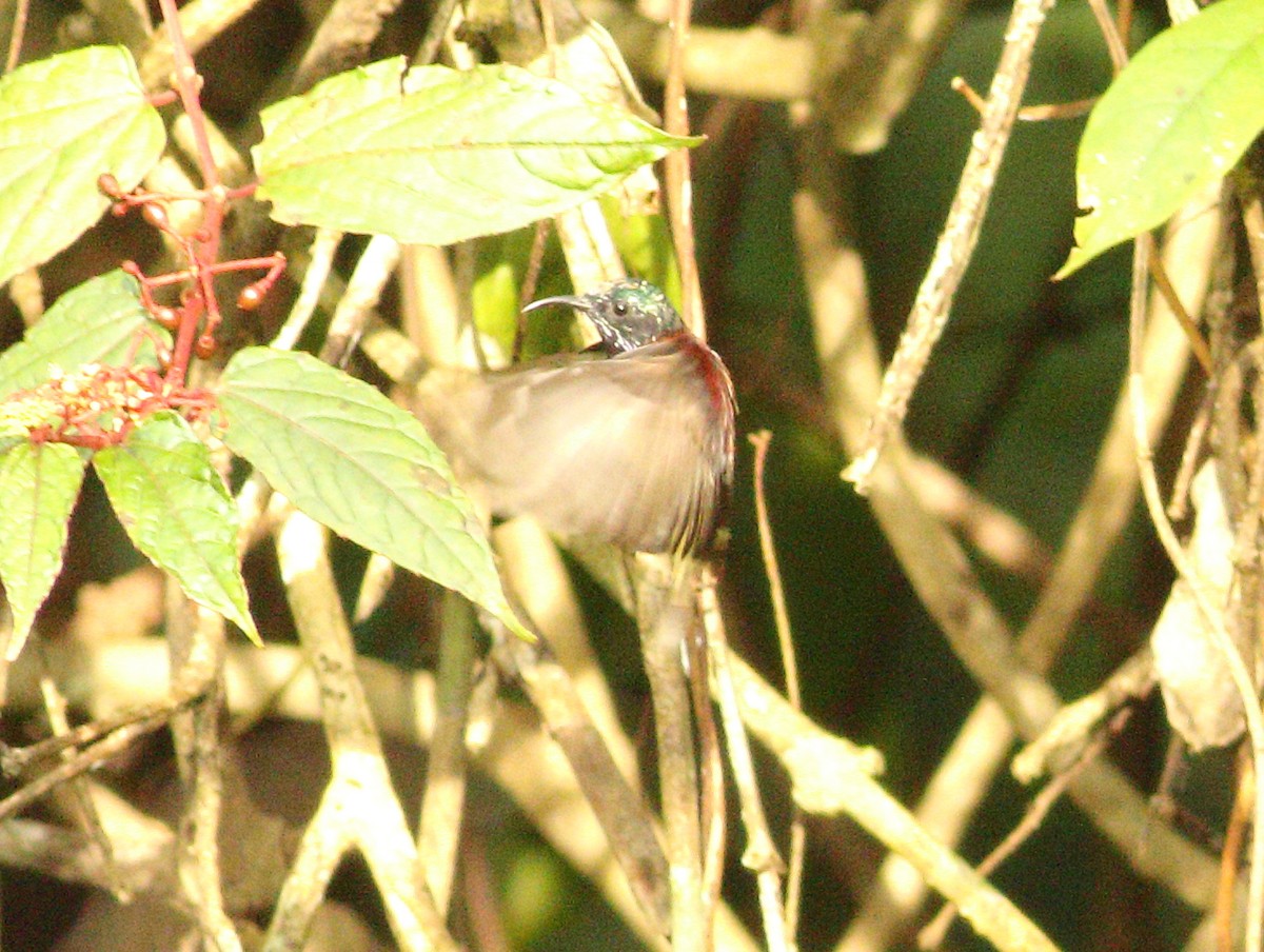 Crimson-backed Sunbird - ML623874369