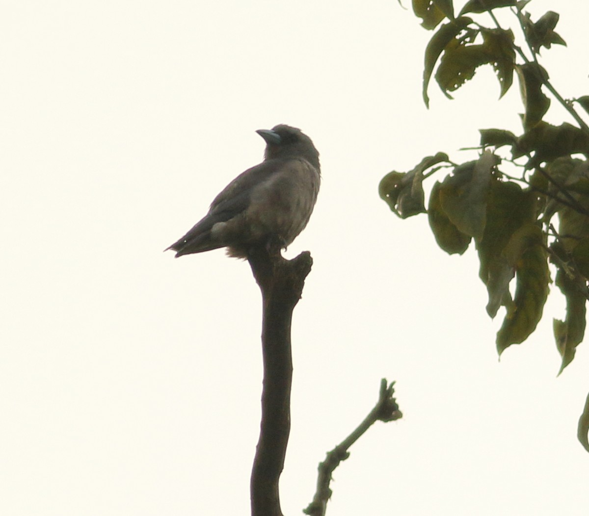 Ashy Woodswallow - ML623874376