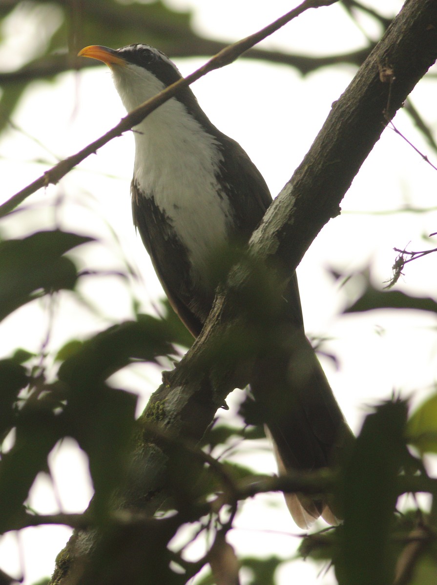 Indian Scimitar-Babbler - ML623874377