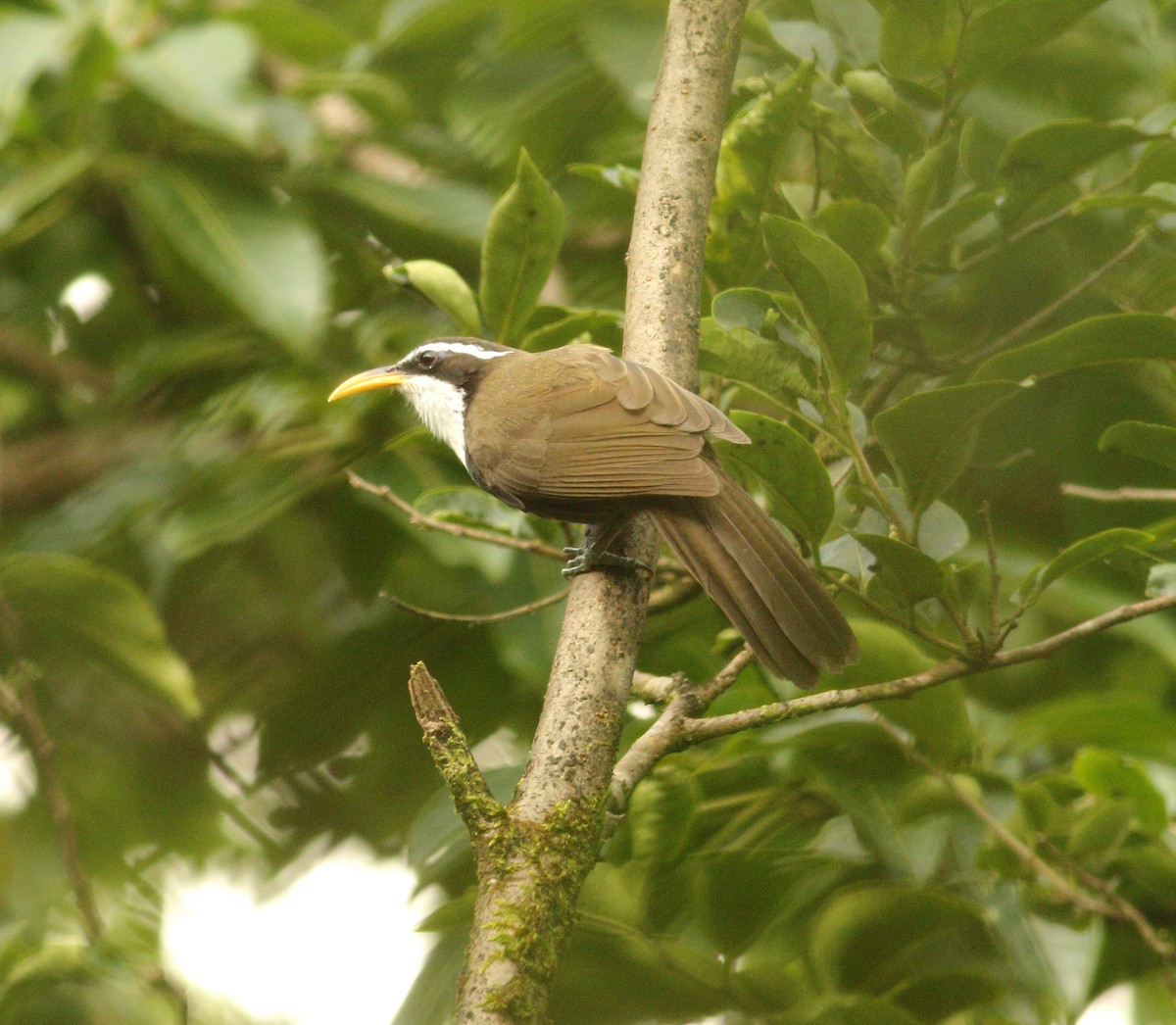 Indian Scimitar-Babbler - Savio Fonseca (www.avocet-peregrine.com)