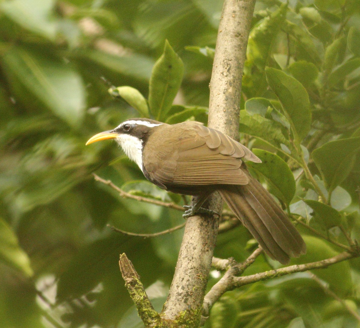 Indian Scimitar-Babbler - ML623874379