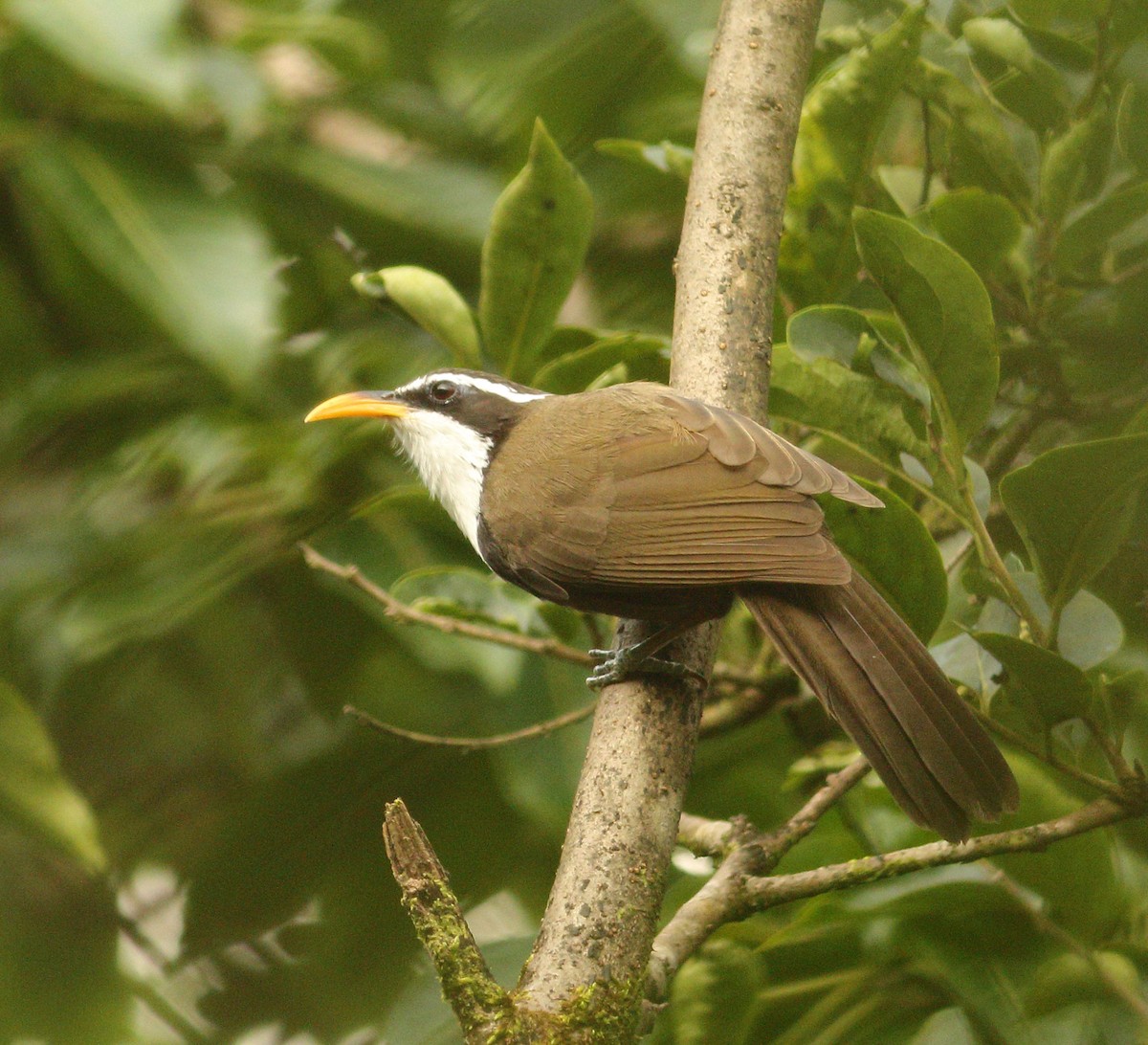 Indian Scimitar-Babbler - ML623874380