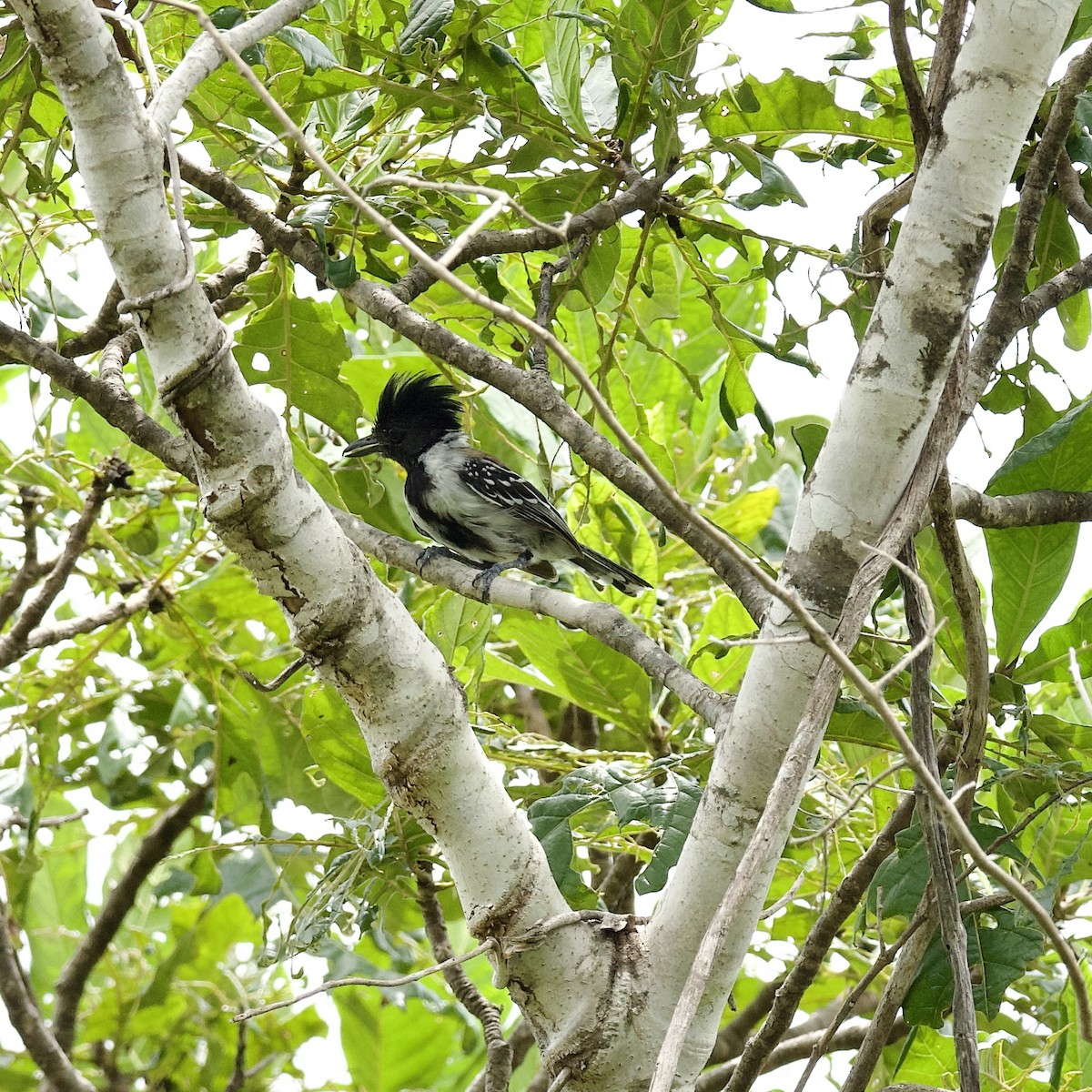 Black-crested Antshrike - ML623874381