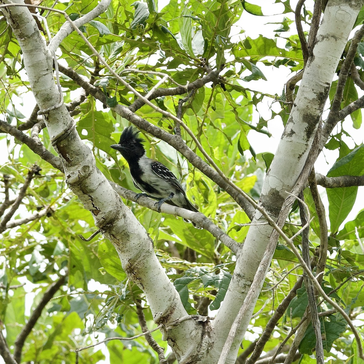 Black-crested Antshrike - ML623874382