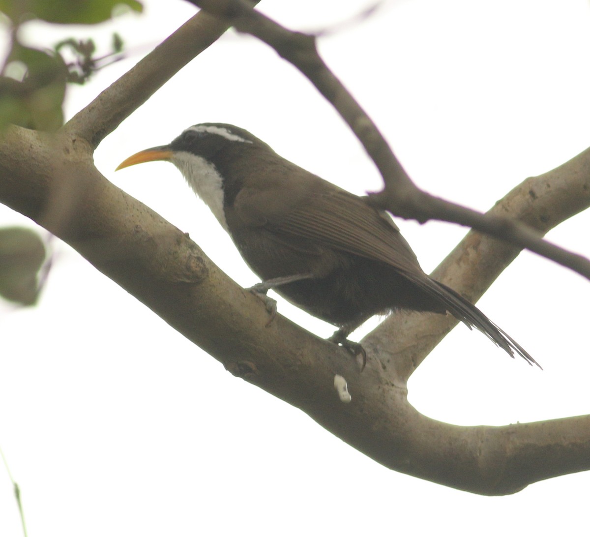 Indian Scimitar-Babbler - ML623874383