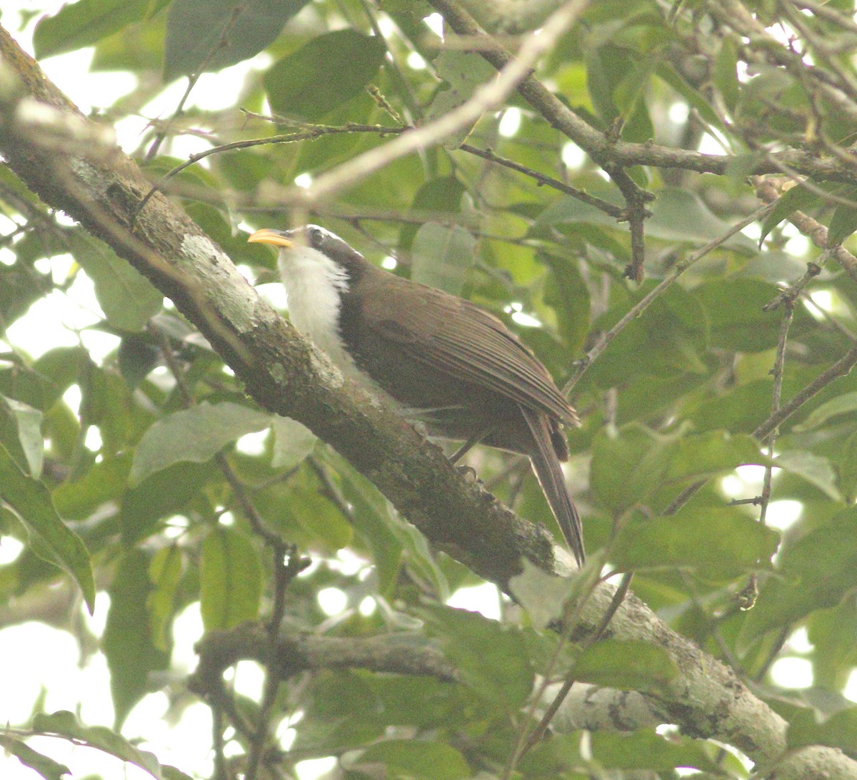 Indian Scimitar-Babbler - ML623874384