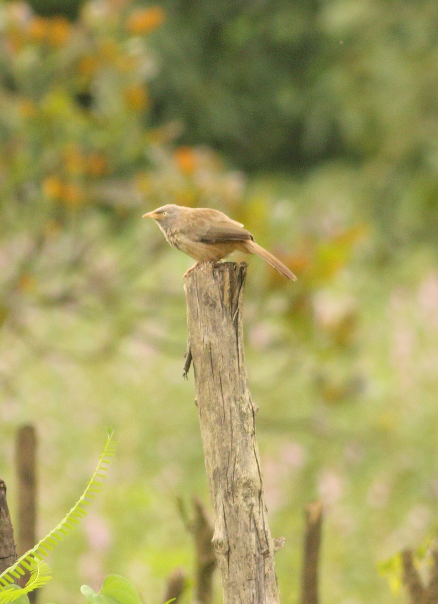 Jungle Babbler - ML623874405