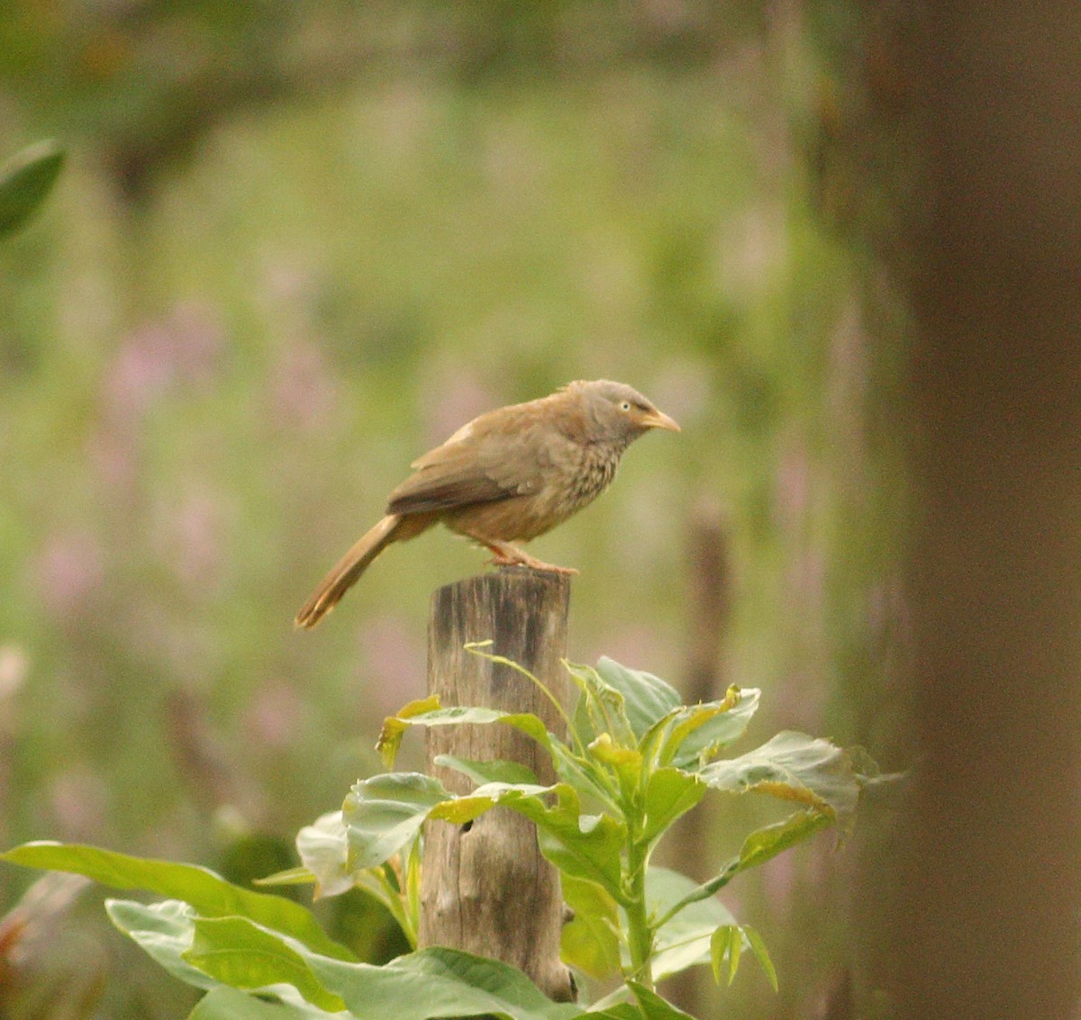 Jungle Babbler - ML623874406