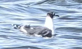 Mouette de Franklin - ML623874412