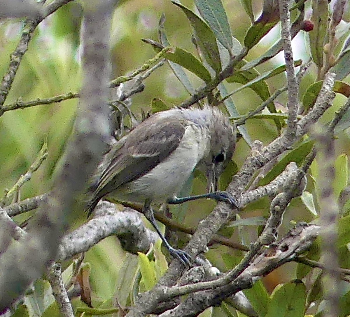 Bell's Vireo (Least) - ML623874428