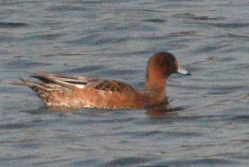 Eurasian Wigeon - ML623874431