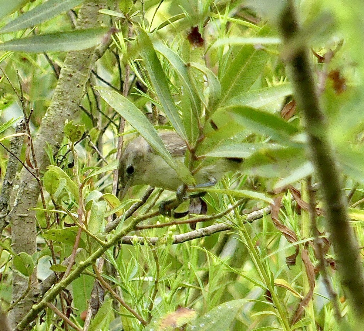 Bell's Vireo (Least) - ML623874464