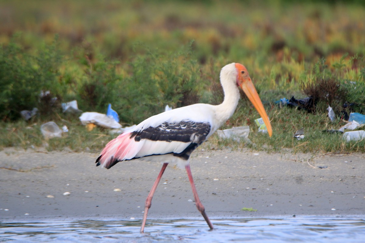 Painted Stork - ML623874492