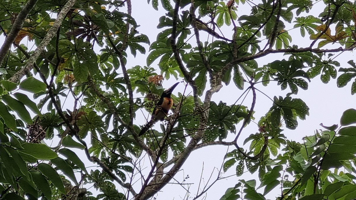 Collared Aracari - ML623874501