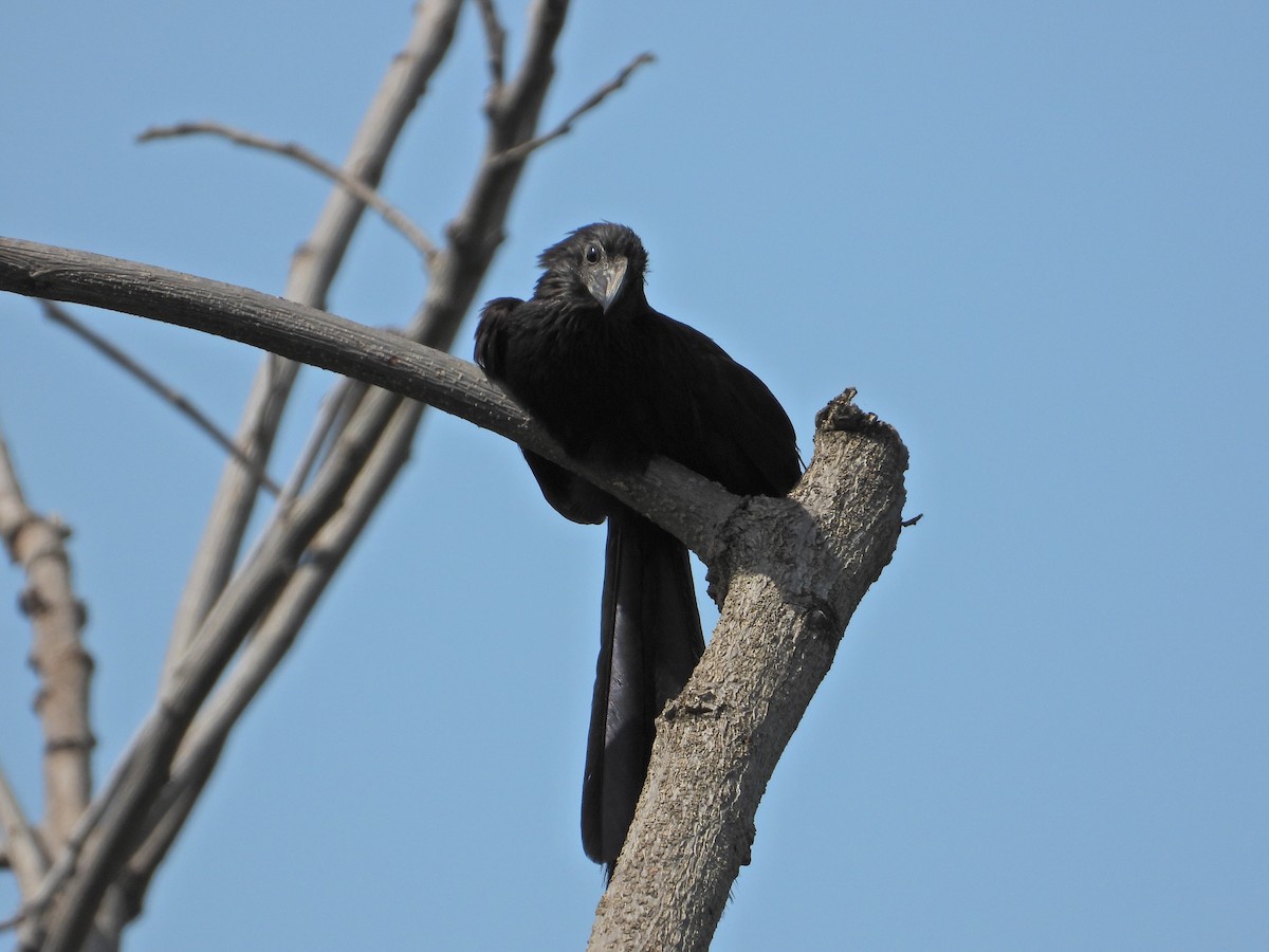 Groove-billed Ani - ML623874506