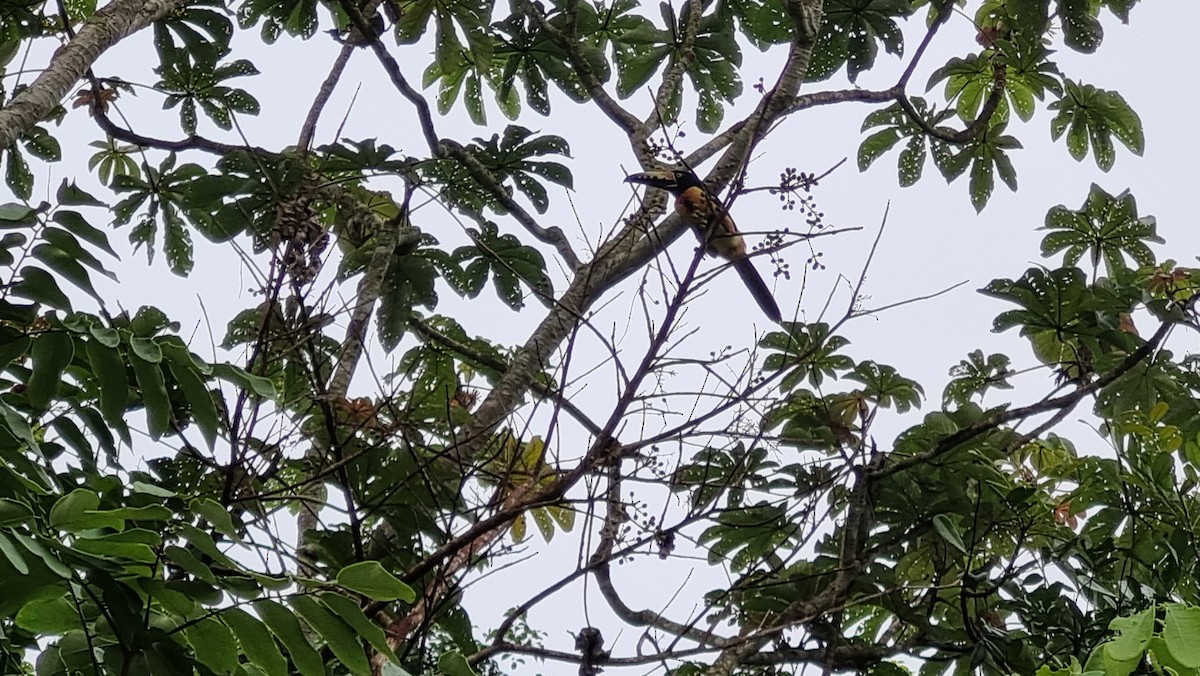 Collared Aracari - ML623874515