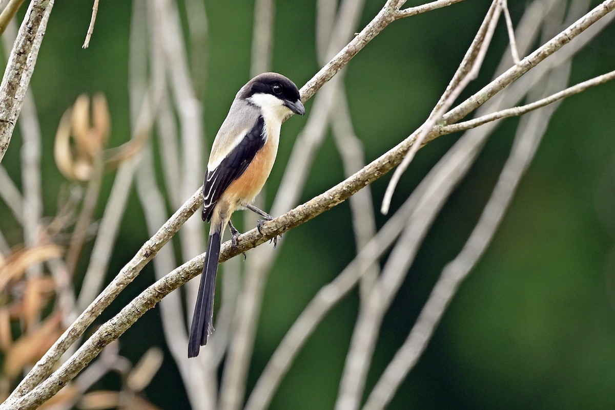 Long-tailed Shrike (bentet) - Wachara  Sanguansombat