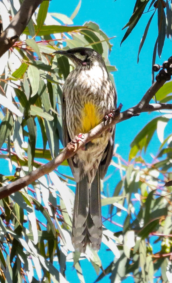 Red Wattlebird - ML623874528