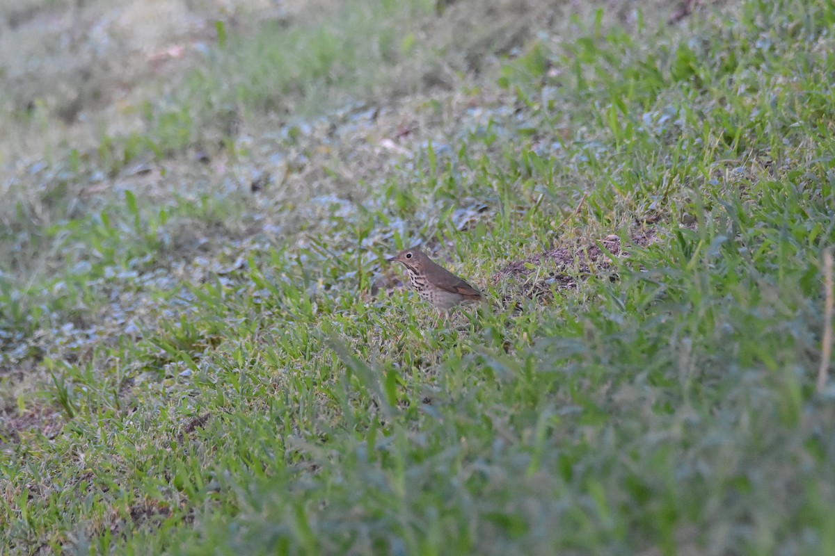 קיכלי חלוד-זנב - ML623874530