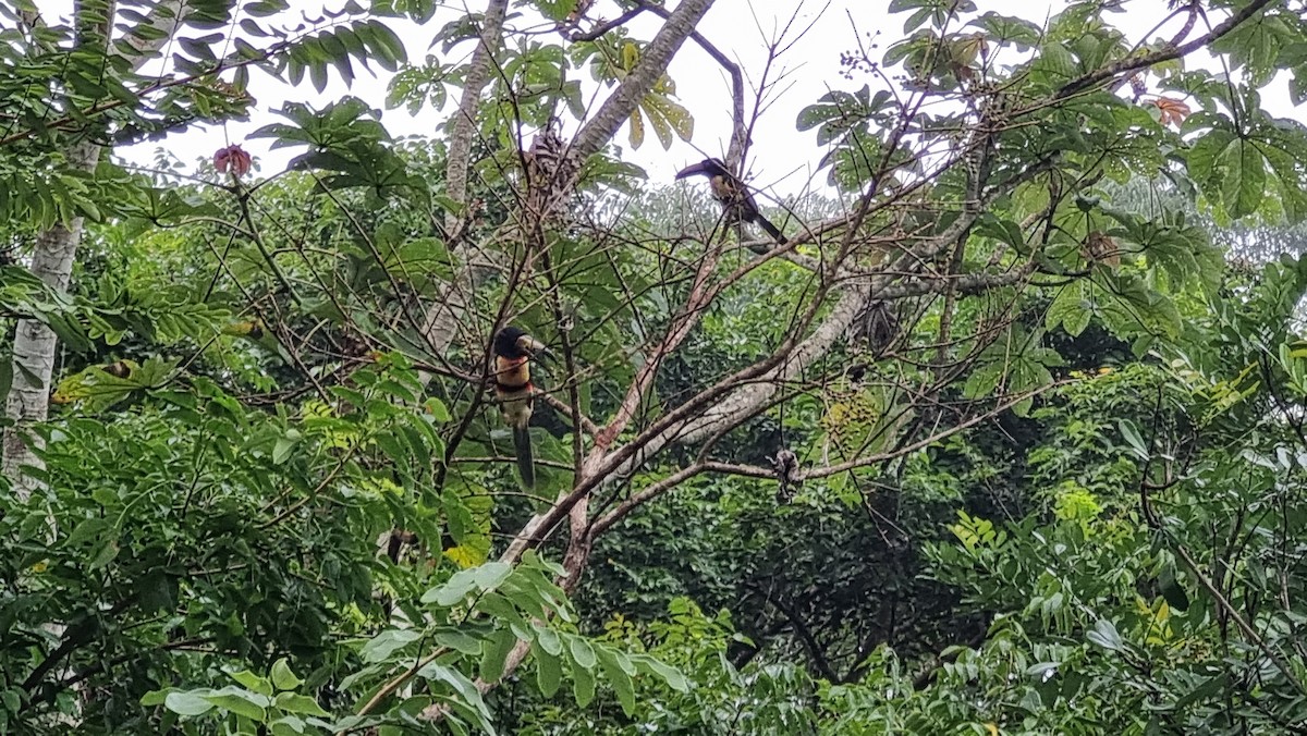 Collared Aracari - ML623874535