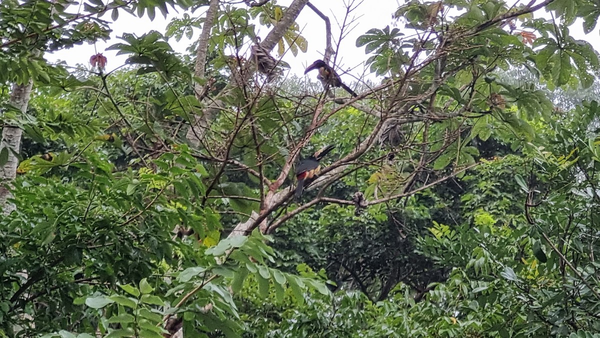 Collared Aracari - ML623874537