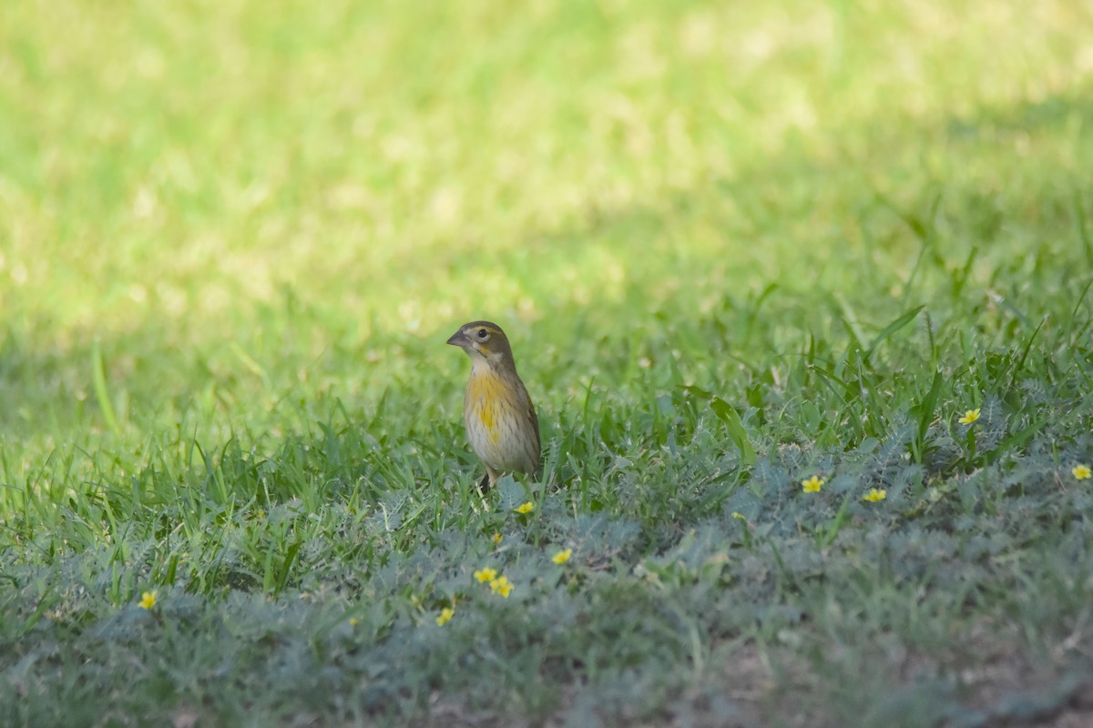 Dickcissel - ML623874552