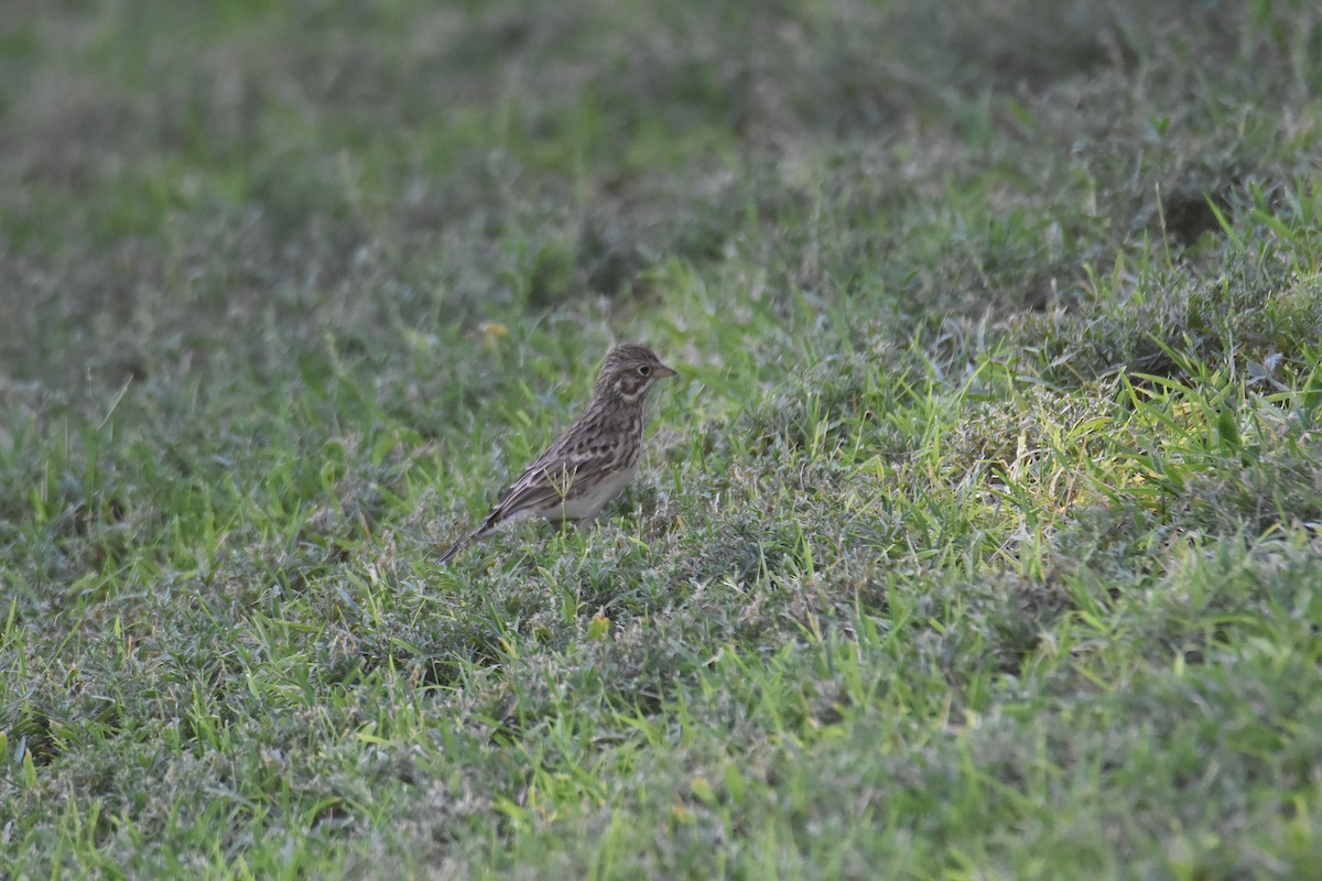 Vesper Sparrow - ML623874556