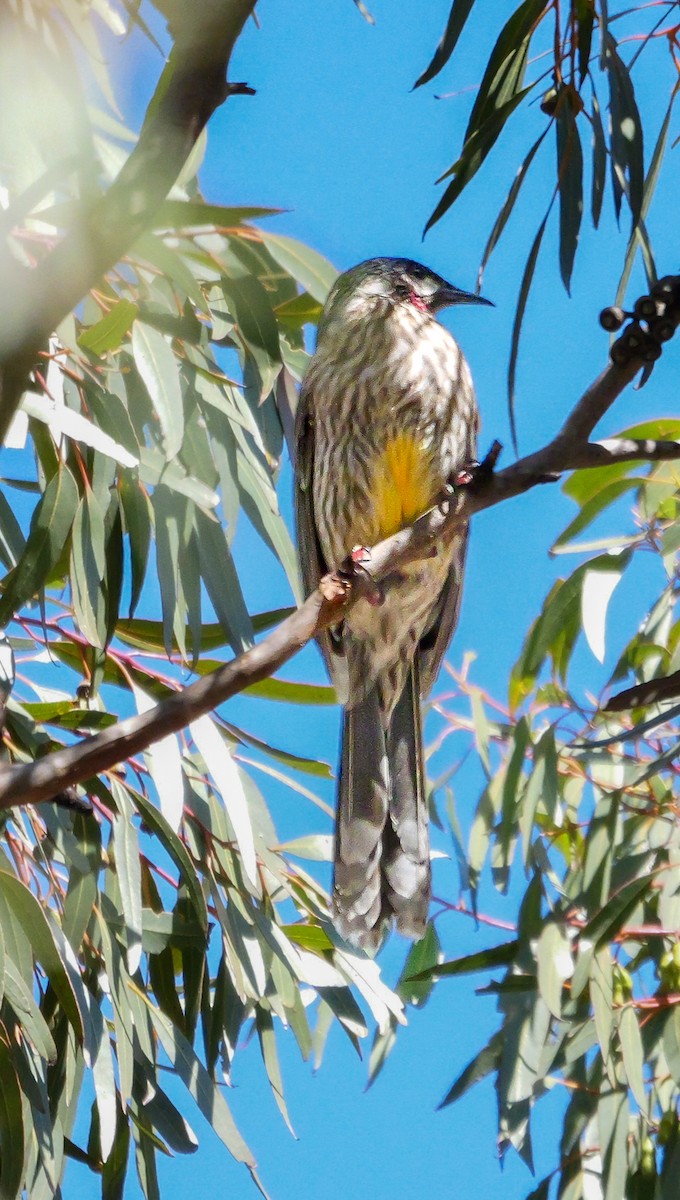 Red Wattlebird - ML623874560