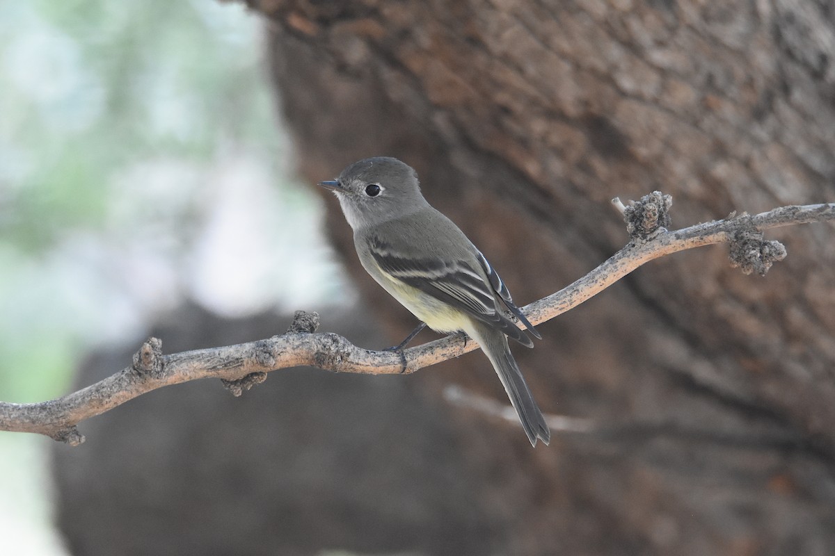 Hammond's Flycatcher - ML623874563