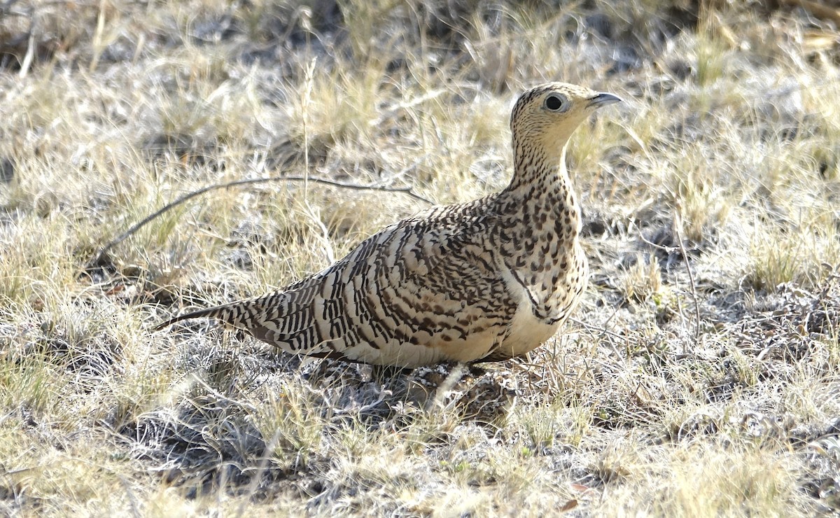 Chestnut-bellied Sandgrouse - ML623874565