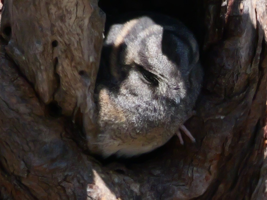 Australian Owlet-nightjar - ML623874571