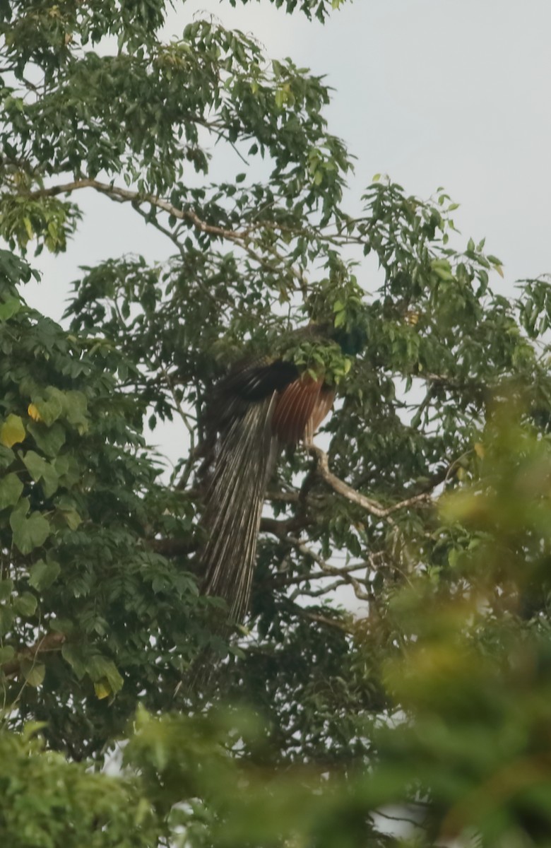 Indian Peafowl - ML623874600