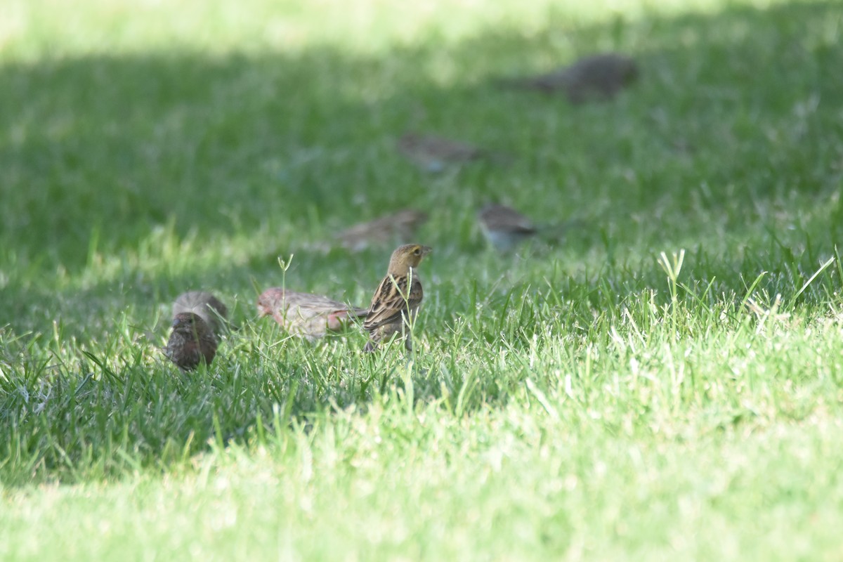 Dickcissel - ML623874635