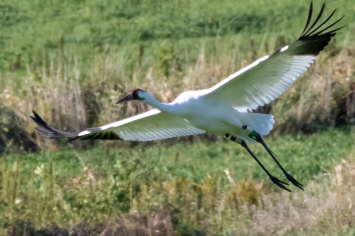 Whooping Crane - ML623874655