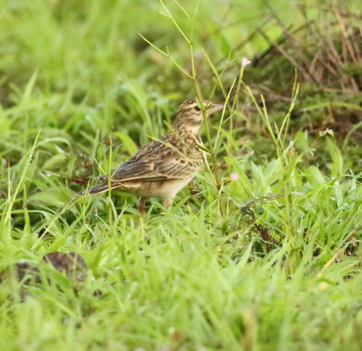 Malabar Lark - ML623874675