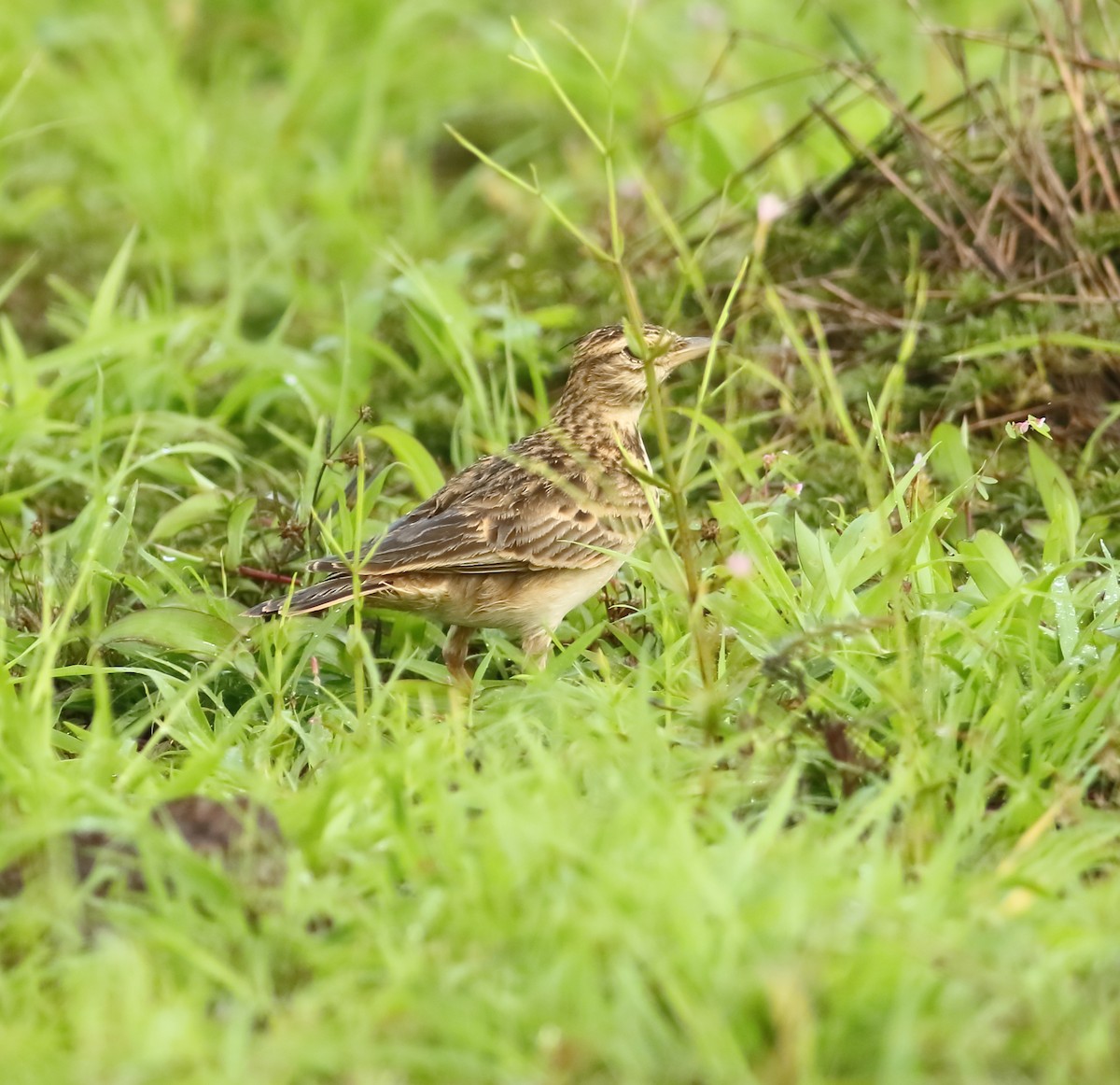 Malabar Lark - Savio Fonseca (www.avocet-peregrine.com)